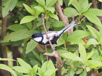 シジュウカラ 西宮市鳴尾浜 撮影日未設定