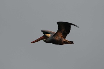 Brown Pelican アメリカ　サンフランシスコ Fri, 10/20/2017