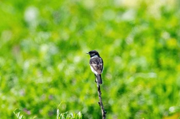 Amur Stonechat 山口県下関市 Sat, 4/10/2021