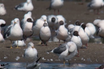 Black-headed Gull Unknown Spots Sat, 4/10/2021