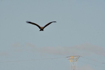 Black Kite 岬町深日港 Sat, 4/10/2021