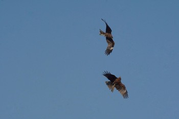 Black Kite 岬町深日港 Sat, 4/10/2021