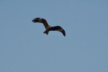 Black Kite 岬町深日港 Sat, 4/10/2021