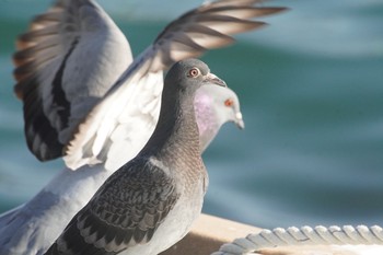 Rock Dove 岬町深日港 Sat, 4/10/2021