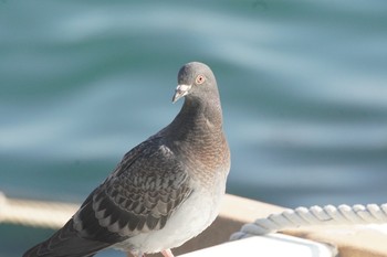 Rock Dove 岬町深日港 Sat, 4/10/2021