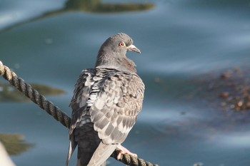 Rock Dove 岬町深日港 Sat, 4/10/2021