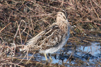 Common Snipe Unknown Spots Sat, 4/10/2021