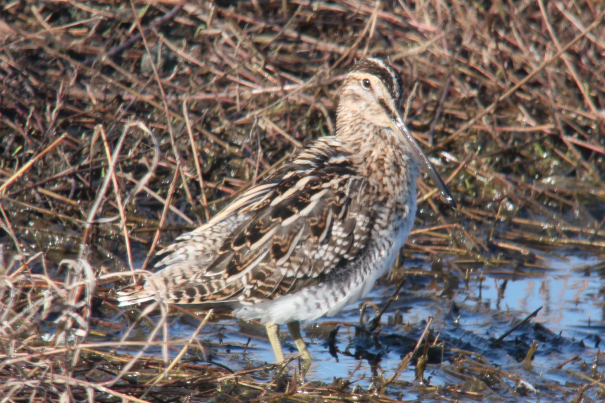Photo of Common Snipe at  by マサ