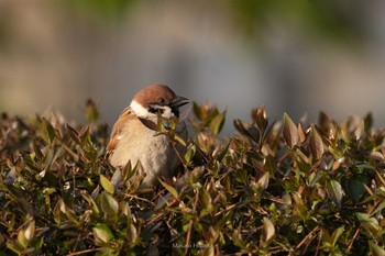 2021年4月10日(土) 上野恩賜公園の野鳥観察記録