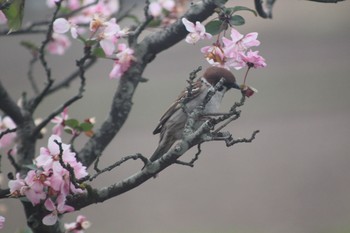 Eurasian Tree Sparrow 宮代町 Thu, 4/8/2021