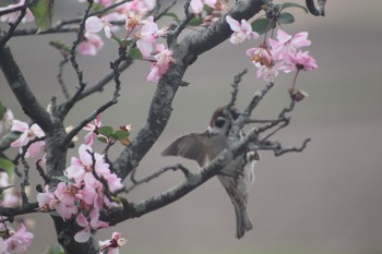 スズメ 宮代町 2021年4月8日(木)