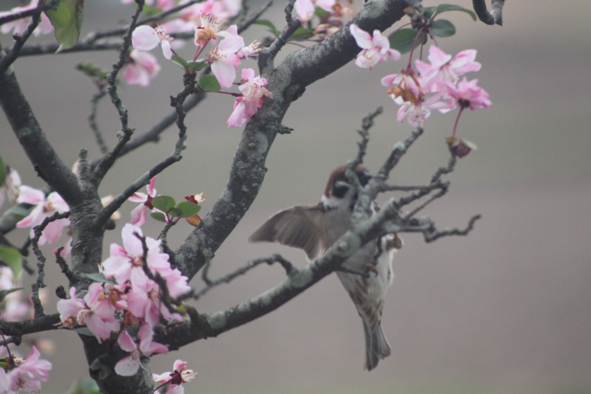 Photo of Eurasian Tree Sparrow at 宮代町 by sato Jst