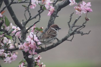 Eurasian Tree Sparrow 宮代町 Thu, 4/8/2021