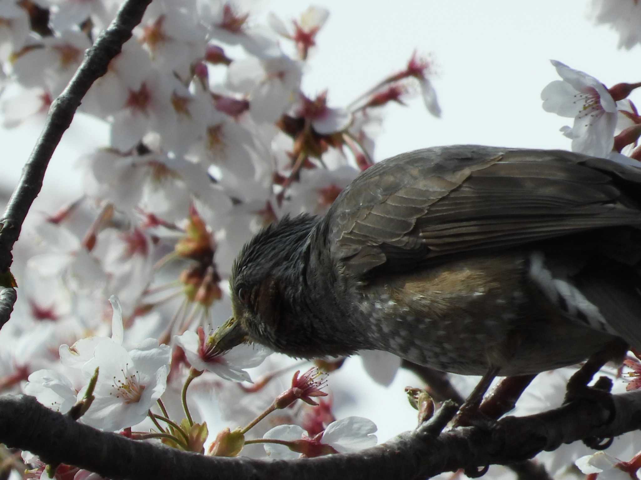 仙台市、長命館公園 ヒヨドリの写真 by くーちゃんねる