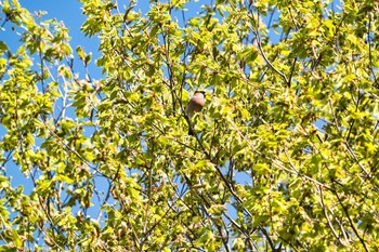 ウソ 埼玉県民の森 2021年4月10日(土)