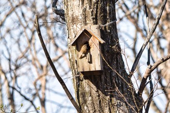 Sat, 4/10/2021 Birding report at Saitama Prefecture Forest Park