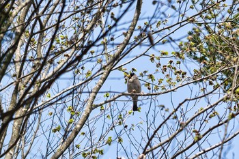 イカル 埼玉県民の森 2021年4月10日(土)