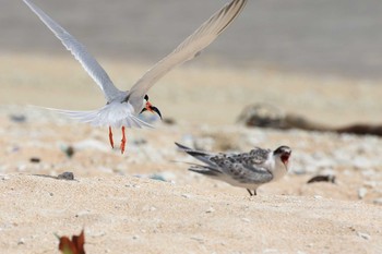 ベニアジサシ 沖縄宮古島 撮影日未設定