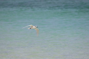 Black-naped Tern 沖縄宮古島 Unknown Date