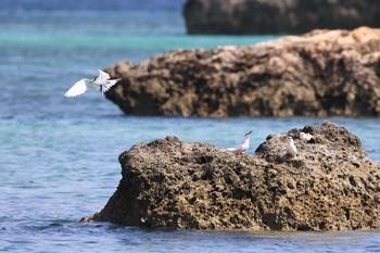 エリグロアジサシ 沖縄県宮古島 撮影日未設定