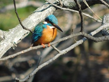 Common Kingfisher Unknown Spots Sat, 2/11/2017