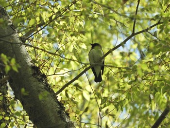 2021年4月10日(土) 春日山原始林の野鳥観察記録