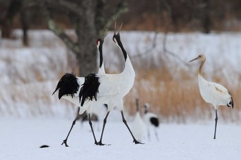 タンチョウ 場所が不明 撮影日未設定