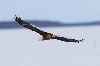 オオワシ 北海道 撮影日未設定