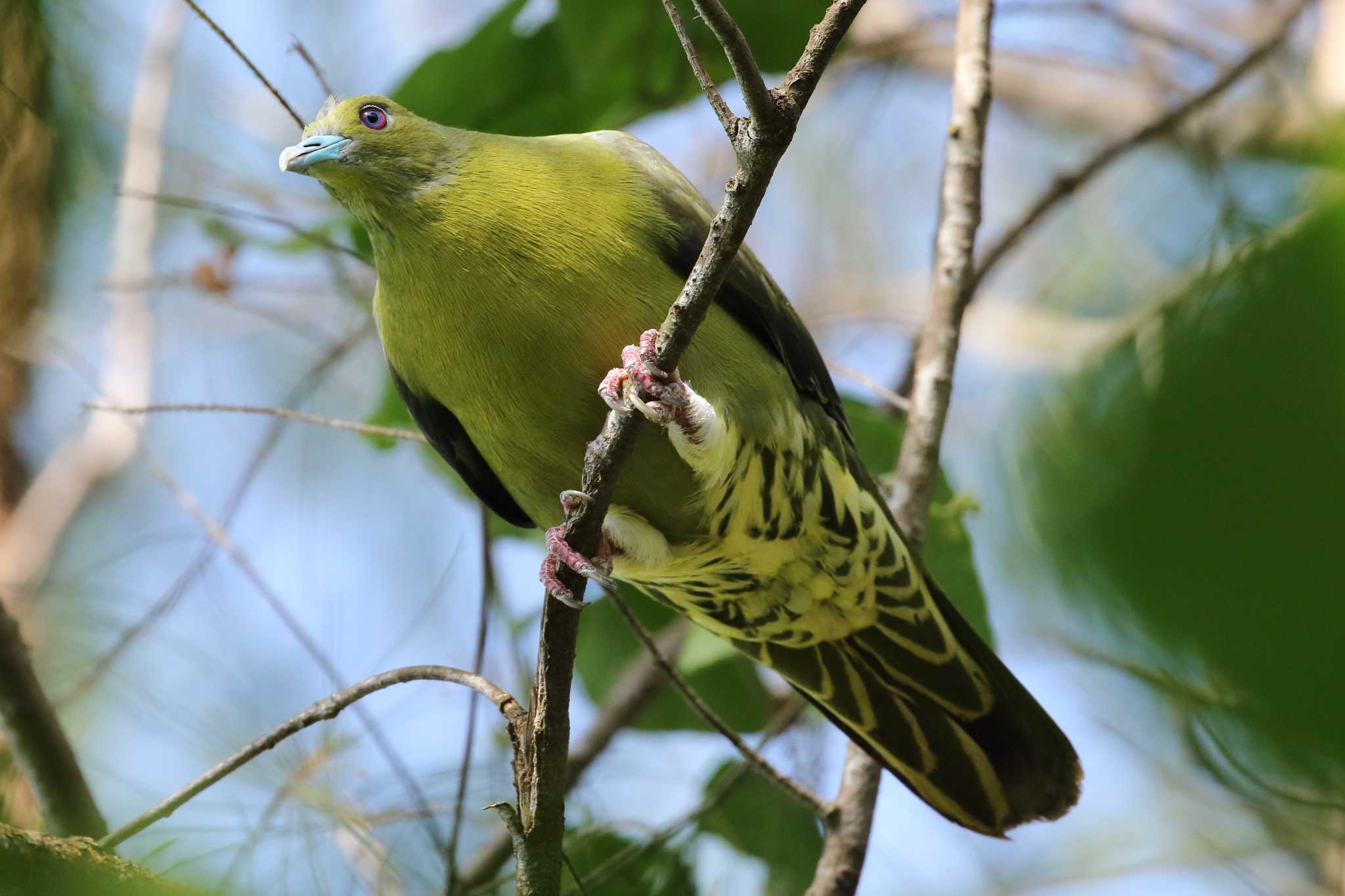 Photo of Ryukyu Green Pigeon at 沖縄宮古島 by it-kozou