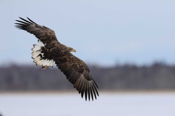 オジロワシ 北海道 撮影日未設定