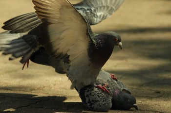 Rock Dove Unknown Spots Sat, 4/10/2021