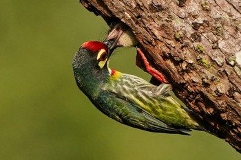 ムネアカゴシキドリ Hampsted Wetlands Park 2021年4月10日(土)