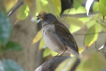 Pale Thrush Osaka castle park Sat, 4/10/2021