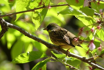 Masked Bunting Osaka castle park Sat, 4/10/2021