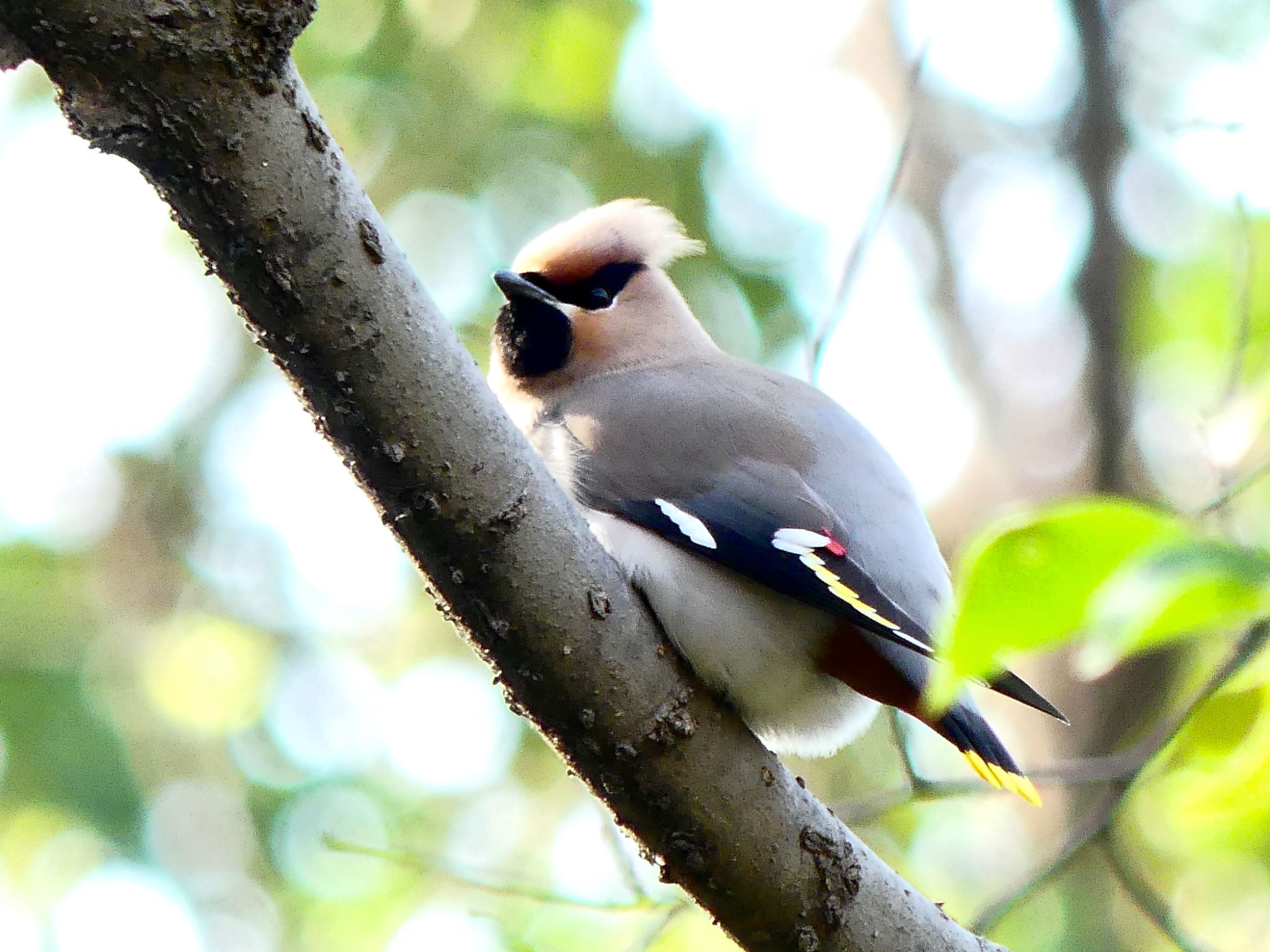 大麻生野鳥の森公園 キレンジャクの写真 by Tarako 