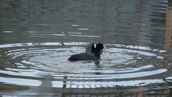 Eurasian Coot 松江市 Sat, 2/13/2021