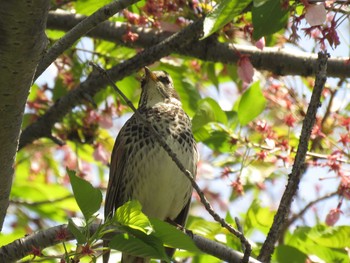 Dusky Thrush 今川公園 Sat, 4/10/2021