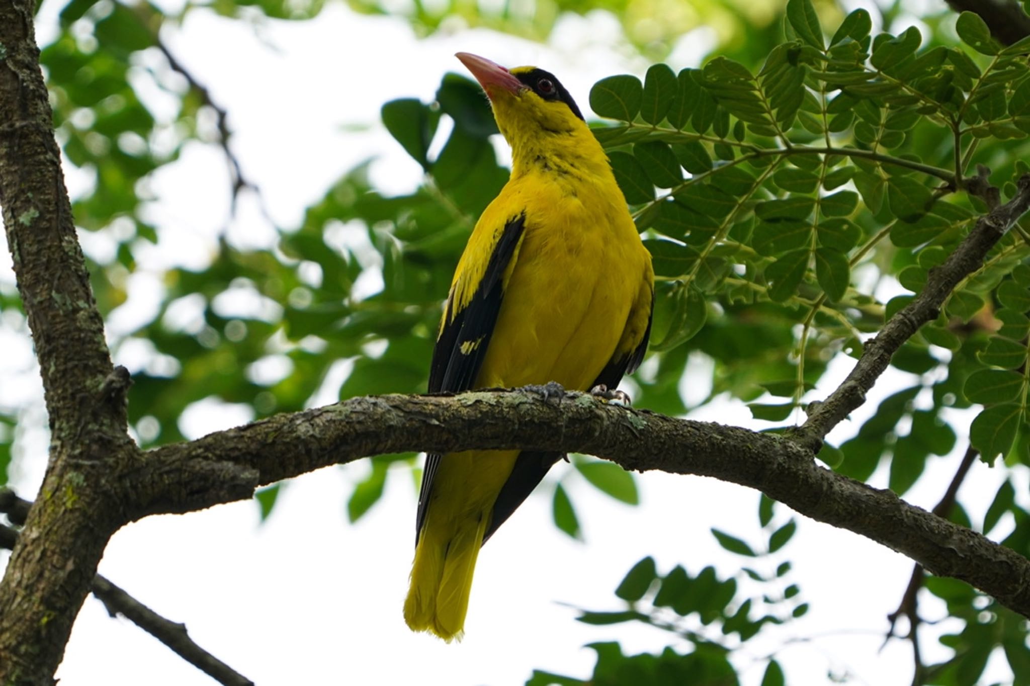 Photo of Black-naped Oriole at Pasir Ris Park (Singapore) by T K
