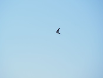 Barn Swallow Kasai Rinkai Park Sat, 4/10/2021