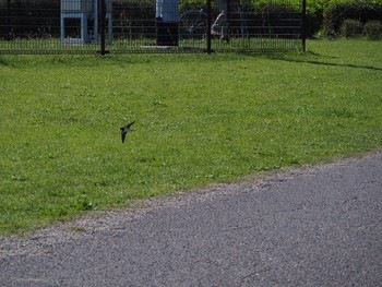 Barn Swallow Kasai Rinkai Park Sat, 4/10/2021