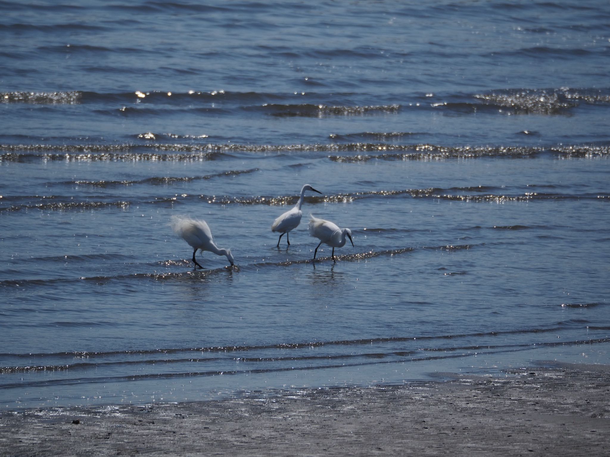 Little Egret