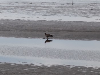 Sat, 4/10/2021 Birding report at 葛西海浜公園