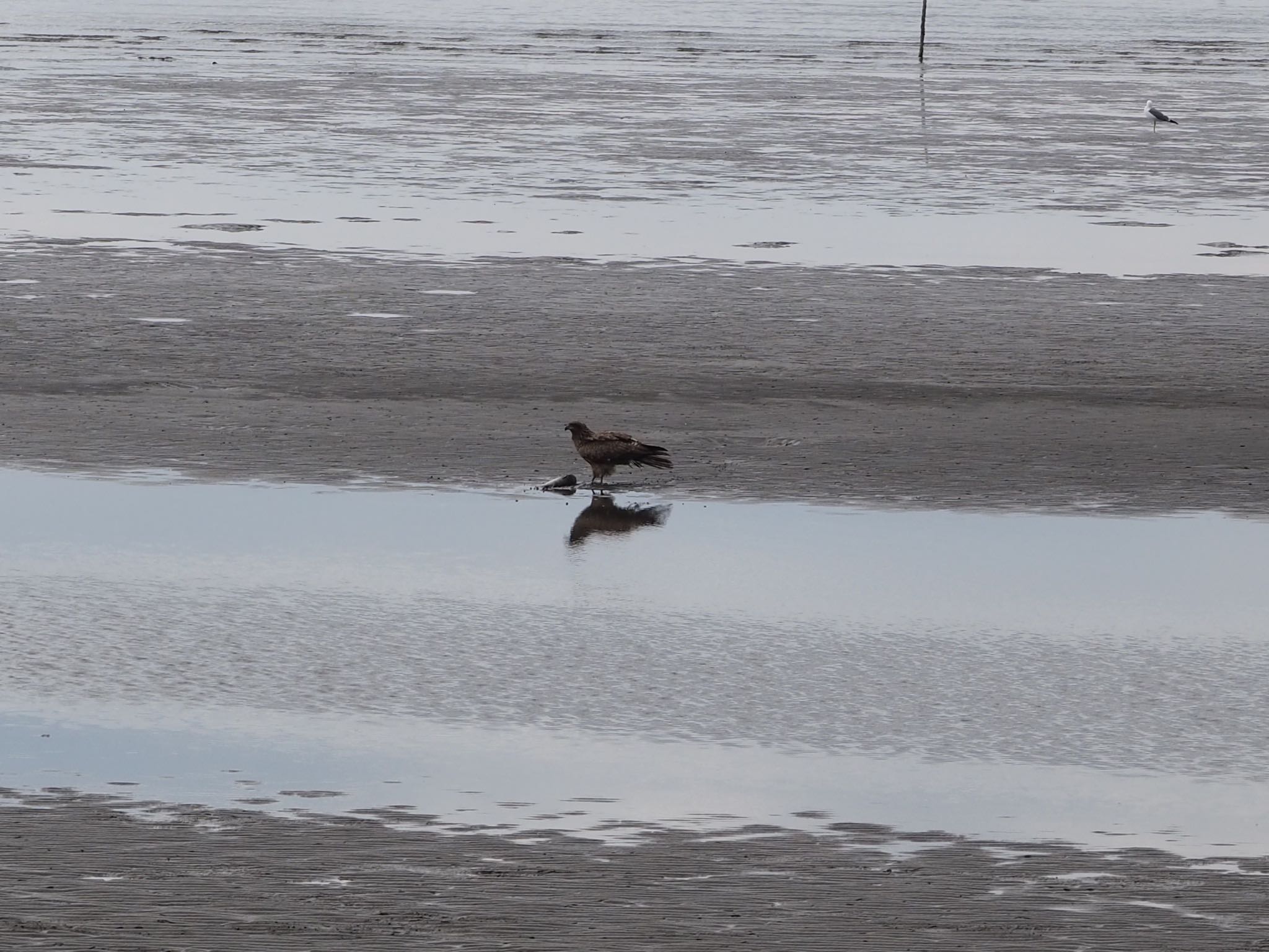 Black Kite