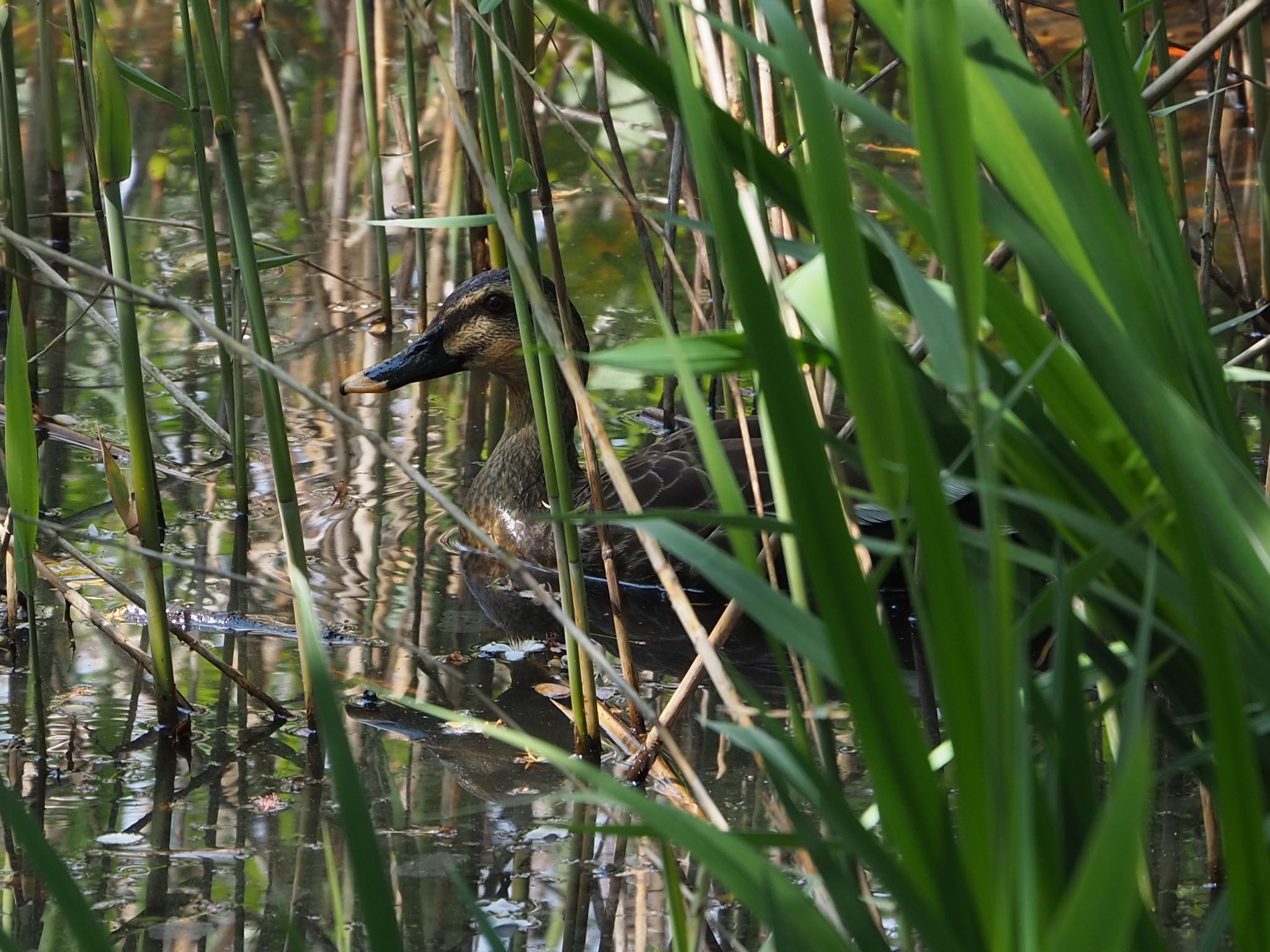 Photo of Eastern Spot-billed Duck at Kasai Rinkai Park by もさこ