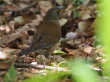 Pale Thrush Kasai Rinkai Park Thu, 4/8/2021