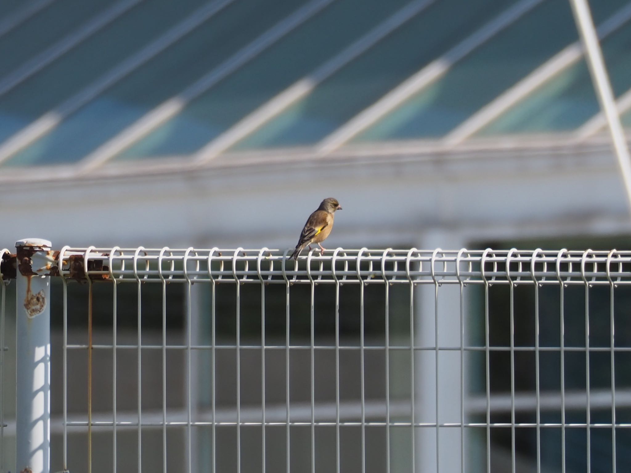 Photo of Grey-capped Greenfinch at Kasai Rinkai Park by もさこ