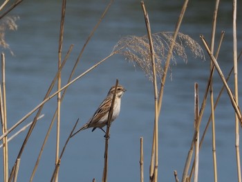 Common Reed Bunting Kasai Rinkai Park Thu, 4/8/2021