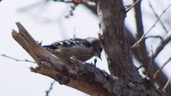 Japanese Pygmy Woodpecker(seebohmi) 宮城沢林道(札幌市西区) Sat, 4/10/2021