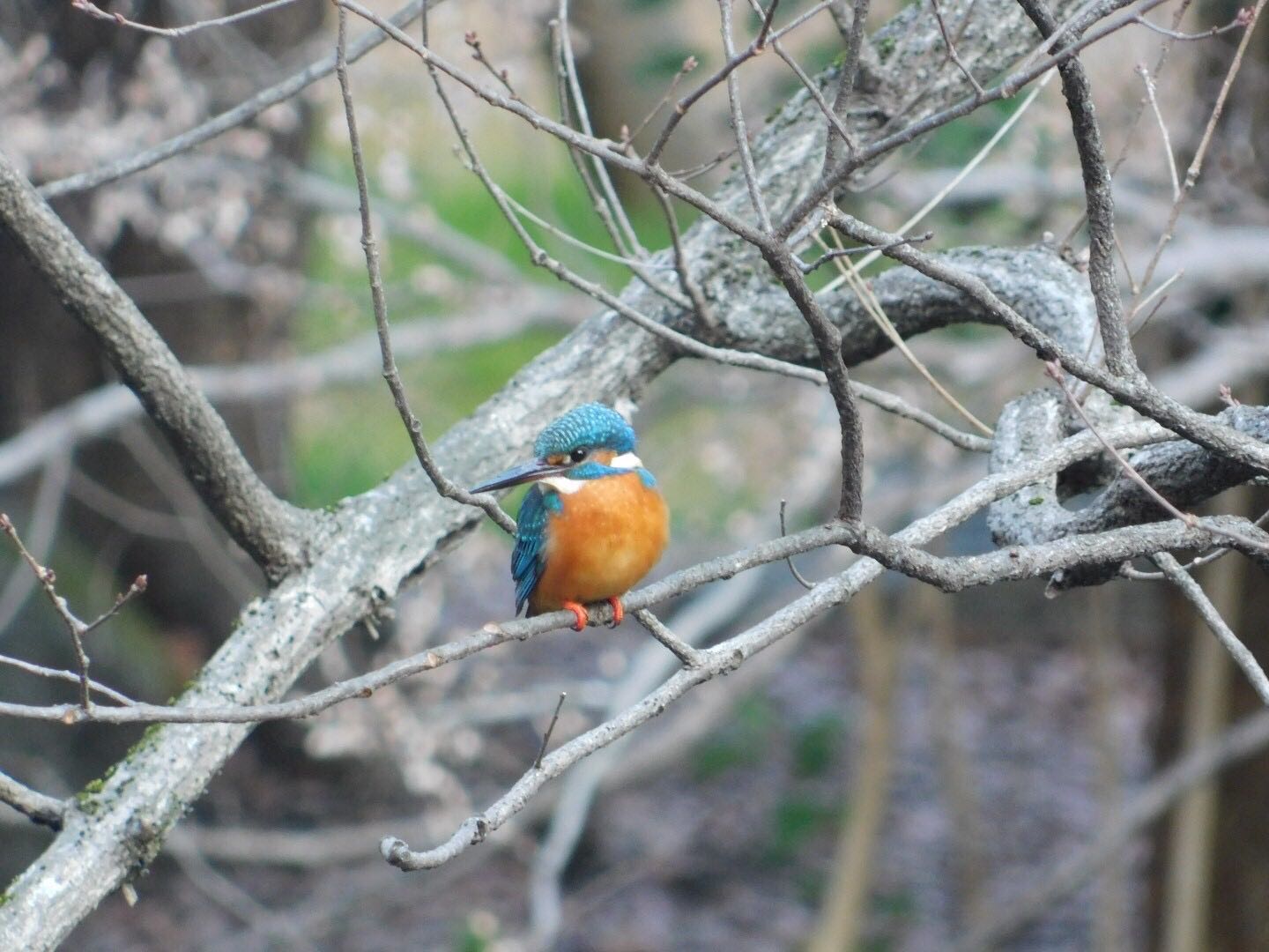 Photo of Common Kingfisher at  by ヨウコ