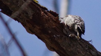 Japanese Pygmy Woodpecker(seebohmi) 宮城沢林道(札幌市西区) Sat, 4/10/2021